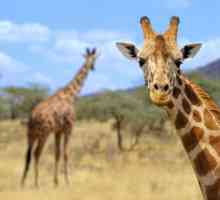 Zanimljivosti o žirafe za djecu i odrasle