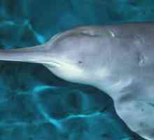 Ugrožene vrste: Kinezi rijeke delfin (baijiu)