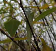 Salix purpurea u medicini i vrtlarstvo