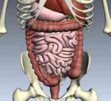 Koji su organi se ljudskom sistemu za varenje? Opis strukture i funkcije