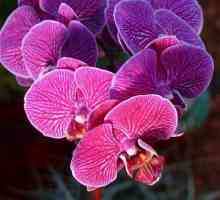 Graciozan ljepote orhideja: staranje kod kuće. Phalaenopsis