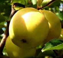 Zlatne jabuke. Raznolikost jabuka zlatni delišes: opis, fotografija