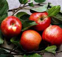 Jabuke u trudnoći: korist i štetu