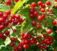 Viburnum bobice: ono što pomaže, a šta svojstva