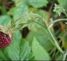 Bobice i lišće divlje jagode: korisna svojstva