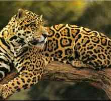 Jaguar: kraljevi životinja
