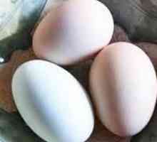 Ljuske jajeta. Aplikacija za medicinske svrhe