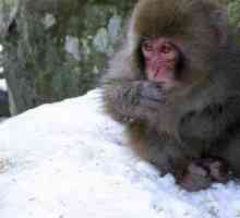 Japanski makaki (fotografija). Japanski snijeg makaki