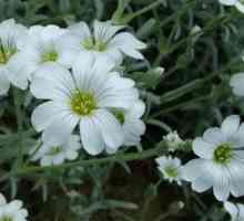 Cerastium tomentosum: sadnja, uzgoj i održavanje