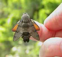 Hummingbird hawk-moth - insekt "Kolibri"