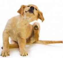 Efikasan tretman kod kuće lišavajući pasa