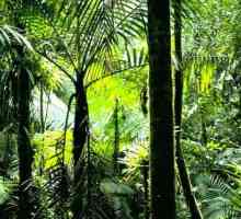 Ekvatorska šuma - pluća naše planete