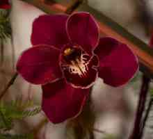 Egzotične crvena orhideja gost