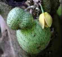 Egzotičnog voća Soursop Šta je ovo voće, koje raste i kako se prijaviti?
