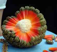 Egzotičnog voća Challah: opis i svojstva