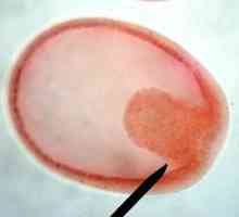 Embriologija - istorija embriologija ...