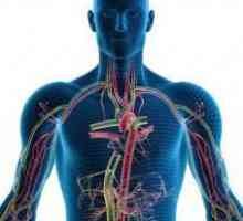 Endokrinog sistema - a ... endokrinih žlijezda
