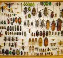 Entomologije - to je to nauka? Ono što se studira entomologije
