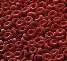 Eritrocita: struktura, oblik i funkciju. Struktura ljudske crvenih krvnih zrnaca