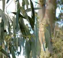 Eukaliptusa. Ljekovita svojstva jedinstvenog stabla