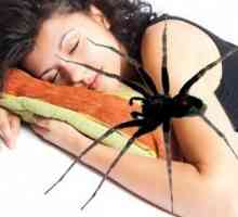 Zašto si došao pauka u snu? Dream Tumačenje pruža pojašnjenja