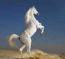 Zašto sanjam o bijelom konju? Možete biti na konju ili ispod nje?