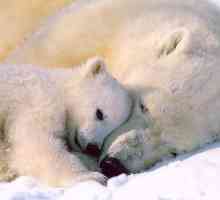 Zašto san polarnog medvjeda: pronaći odgovor