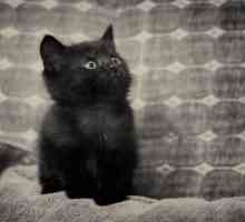 Zašto sanjati crne mace? Učimo!