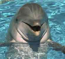 Zašto sanjati delfina? Pa, naravno, sretno!