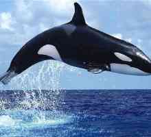 Zašto sanjamo kita? sanjati tumačenje
