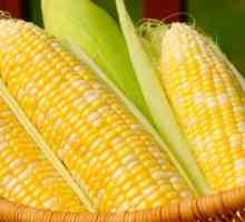 Zašto san kukuruza: različite verzije sna knjige