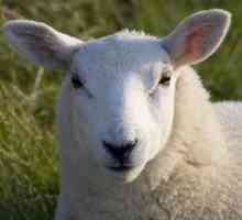 Zašto sanjati ovce? oneiromancy
