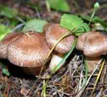 Kakav san da se okupe gljive u šumi? Šta sedativa?