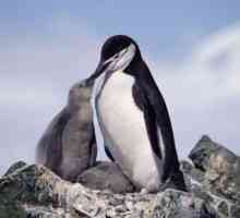 Zašto sanjamo o pingvinima (u vodi i na obali)? Šta pingvini sanjao trudna?