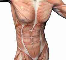 Do mišići torza su ono mišića? Mišići ljudskog tijela