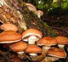 Kako čistiti gljive? Recite nam nešto o tretmanu i soljenje ovih korisnih gljivica