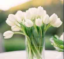 Koliko dugo zadržati tulipani u vazi: kako produžiti život cvijeće u buketu