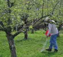 Kao što treba obaviti umjetno stabala jabuke?