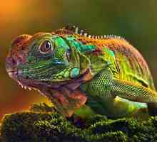 Kao kameleon mijenja boju, i šta to ovisi?