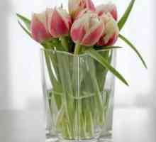 Kako zadržati rez tulipani kod kuće?