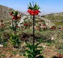 Kako i kada saditi Fritillaria imperialis?