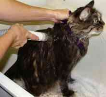 Kako kupati mačku? Kako kupati mačku, koja nikada ne pere?