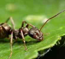 Kako da biste dobili osloboditi od mrava u vrtu. dobar savjet