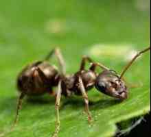 Kako da biste dobili osloboditi od mravi u vrtu? dobar savjet