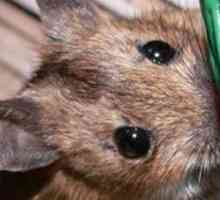 Kako da biste dobili osloboditi od miševa u drvenoj kući? Postoji nekoliko načina