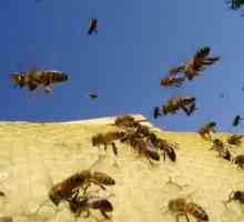 Kako da biste dobili osloboditi od pčela na svom mjestu
