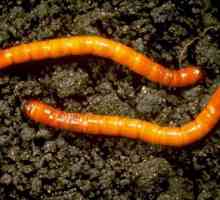 Kako da biste dobili osloboditi od wireworm krompira? korisne savete