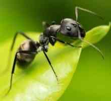 Kako da biste dobili osloboditi od mrava iz vrta na sajtu brzo i trajno