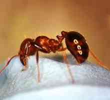 Kako tretirati ugriza mrava