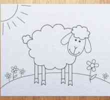Kako nacrtati ovce. Crtanje faze